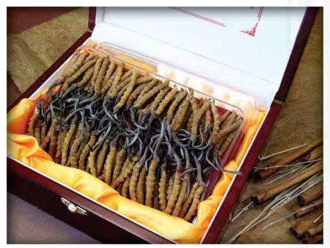 德昌冬虫夏草回收